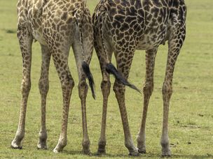 Masai Mara National Reserve的草原长颈鹿腿的特写