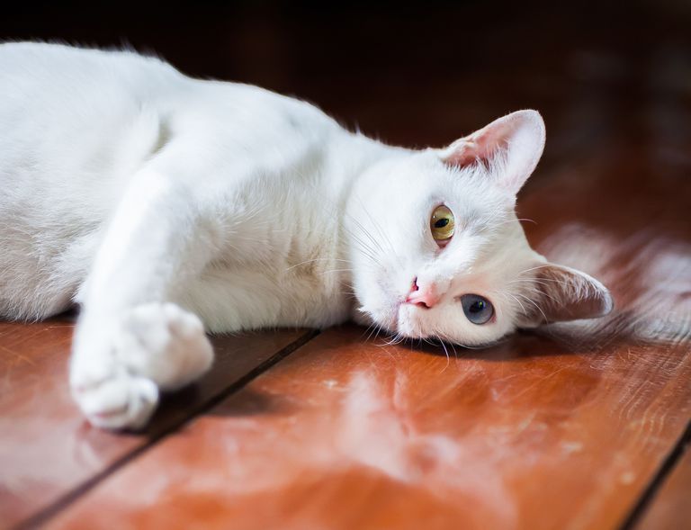 白色的Khao Manee猫躺在木桌上＂class=