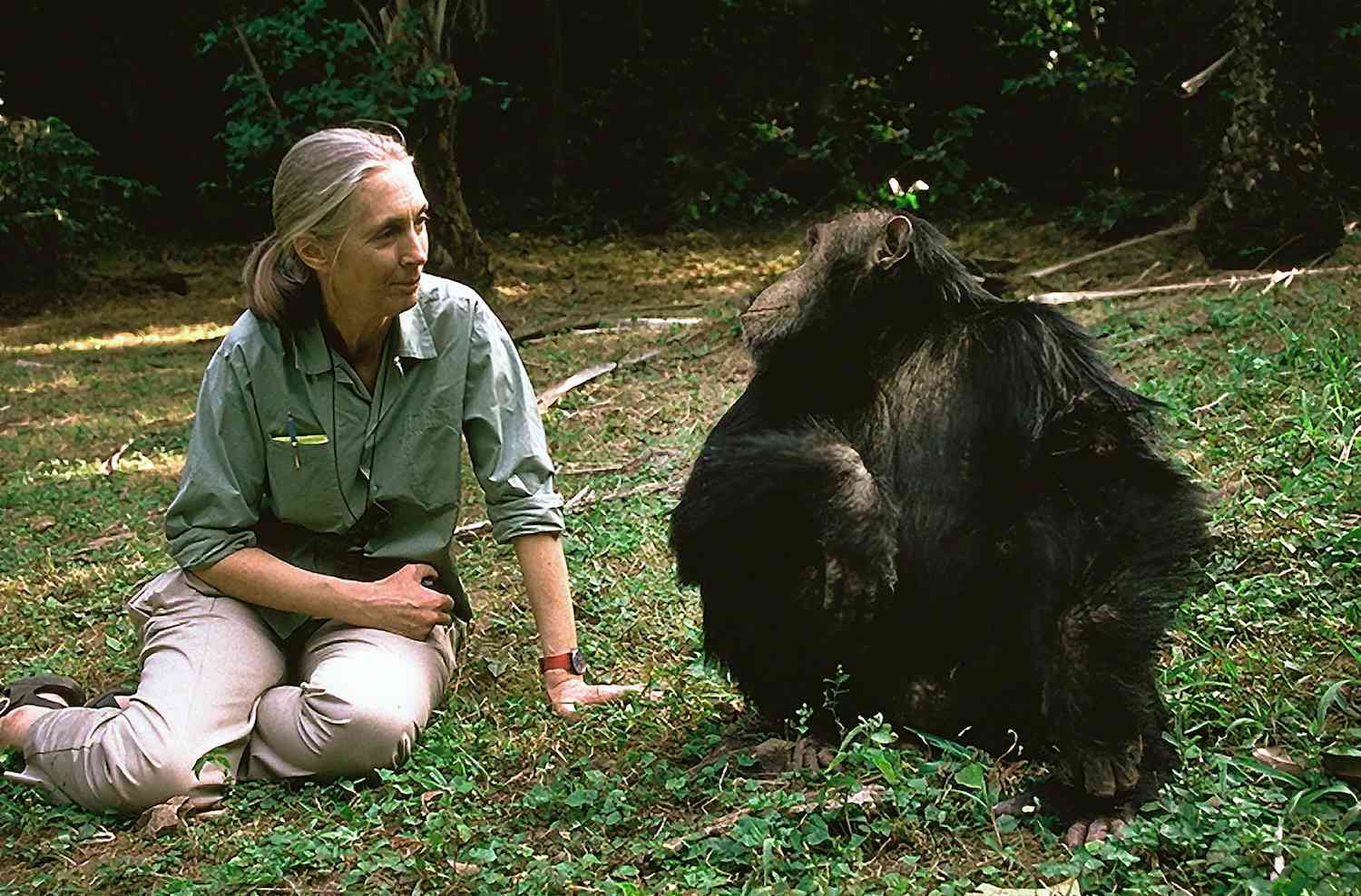 Jane Gook堪佬与坦桑尼亚的一个黑猩猩。