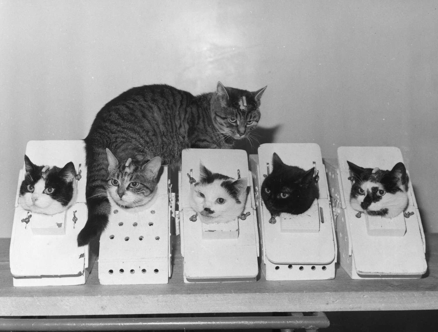 猫在盒子在法国训练空间