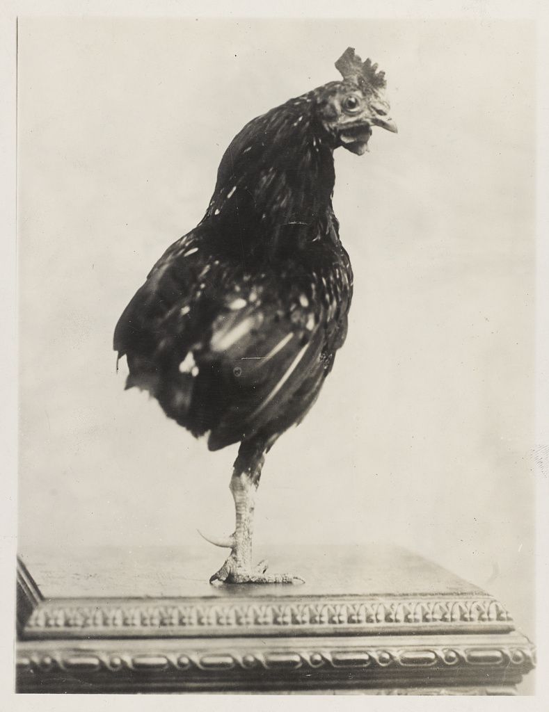 西奥多·罗斯福的宠物独腿公鸡。