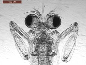 螳螂虾幼体