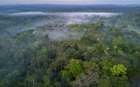 The Amazon rainforest in Brazil
