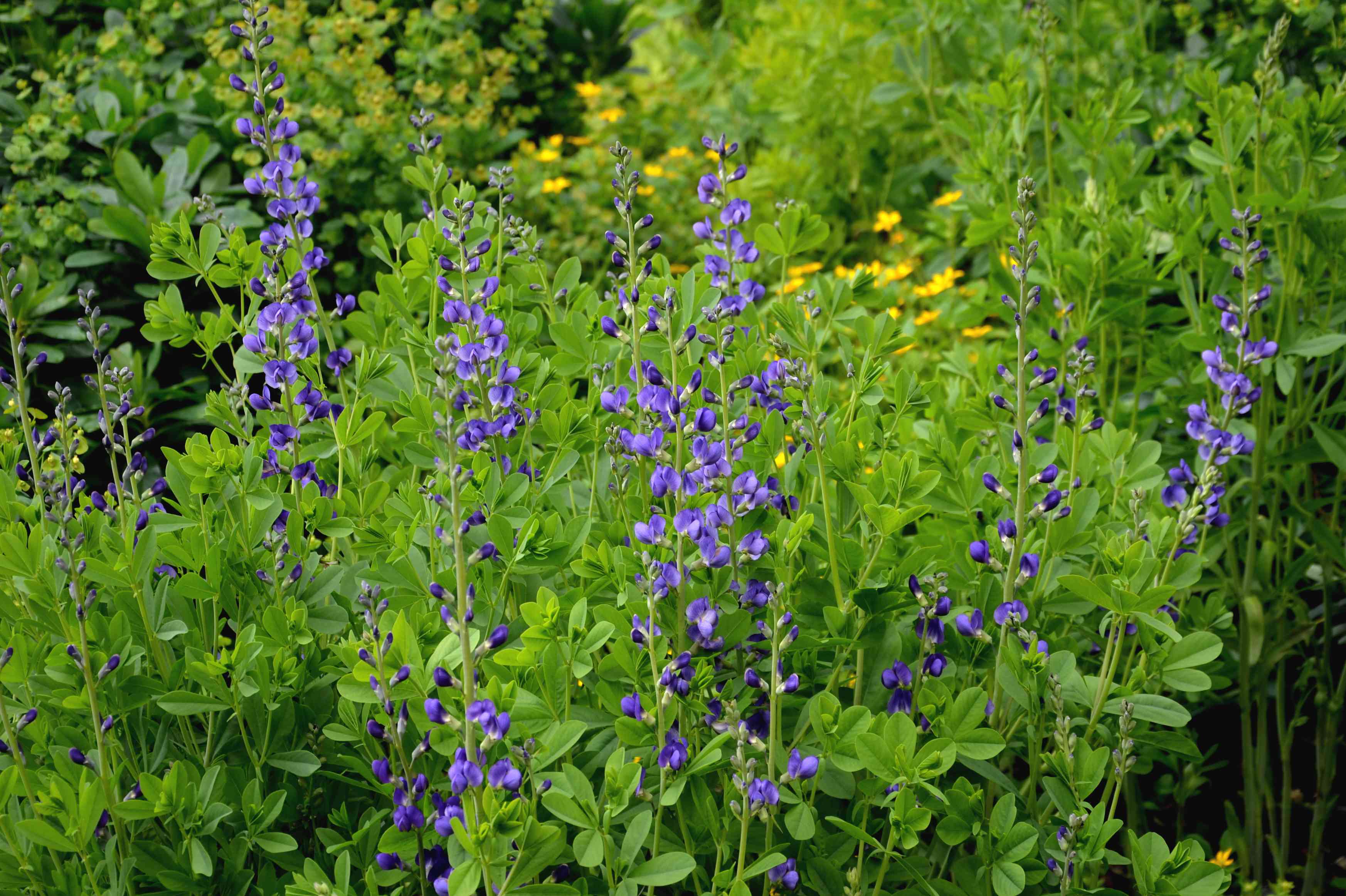 南方Baptisia australis多年生草本植物，喜欢保持水分和在阳光或部分阴凉处的肥沃土壤。在这种条件下，它会长到成年植物的高度。＂width=