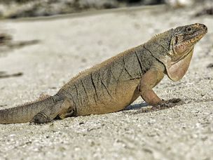 巴哈马岩鬣蜥