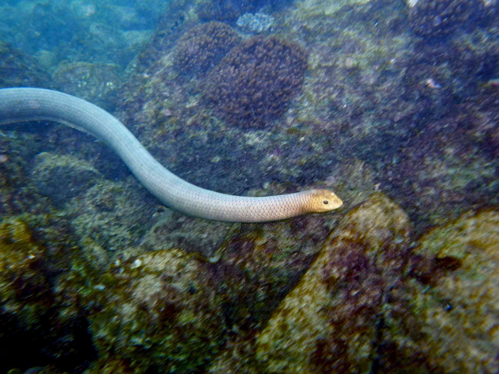 与黄色头的淡绿色橄榄海蛇游泳在岩石礁石上。“width=