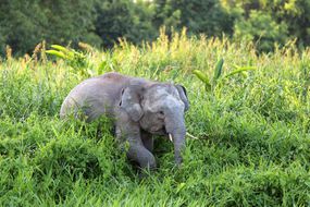 婆罗洲侏儒象(Elephas马克西姆斯borneensis)在马来西亚的森林中”width=