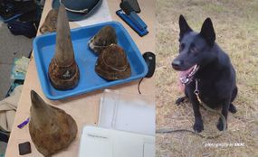 侦察犬和犀牛角在莫桑比克机场被查获。＂width=