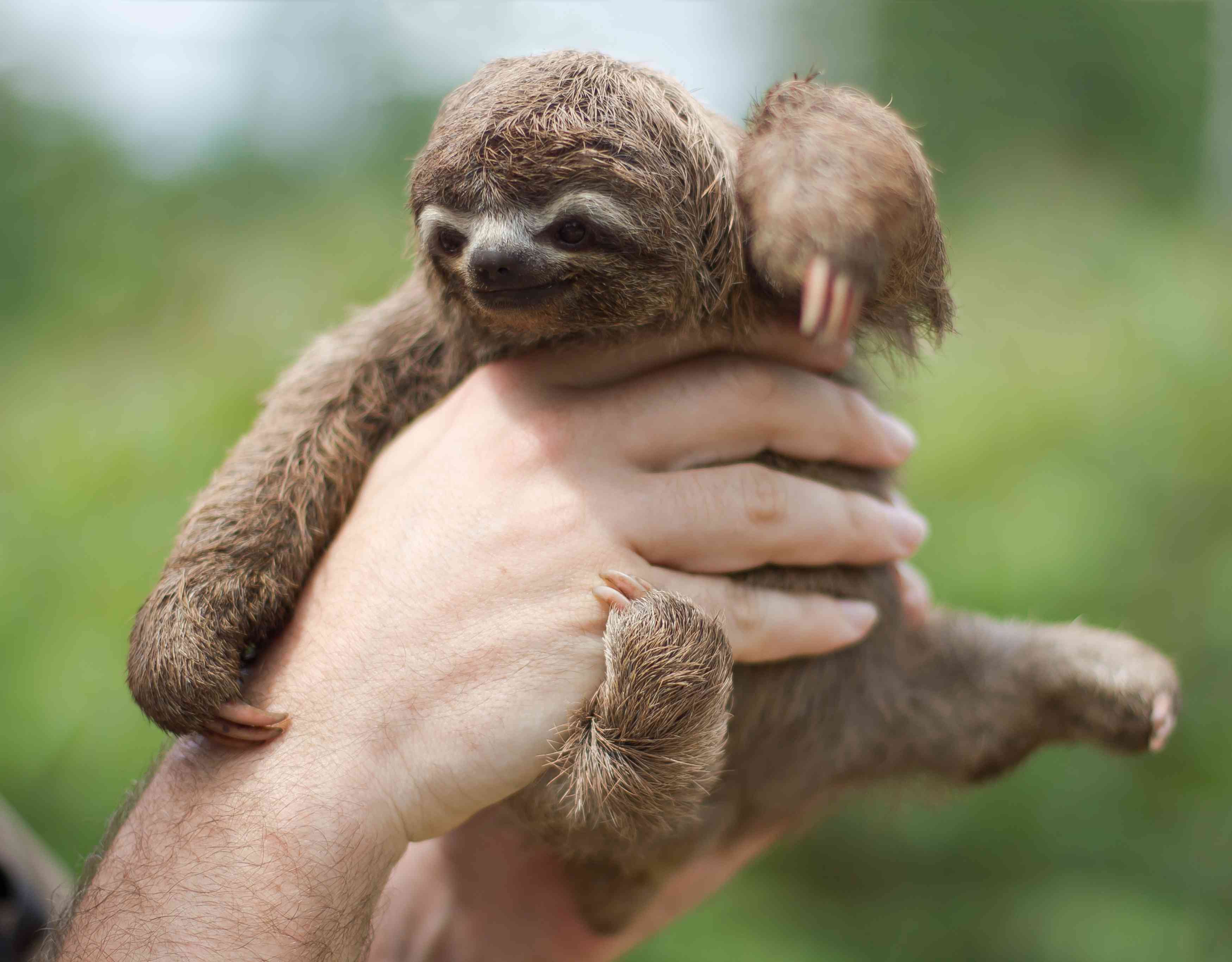 Bradypus tridactylus＂width=