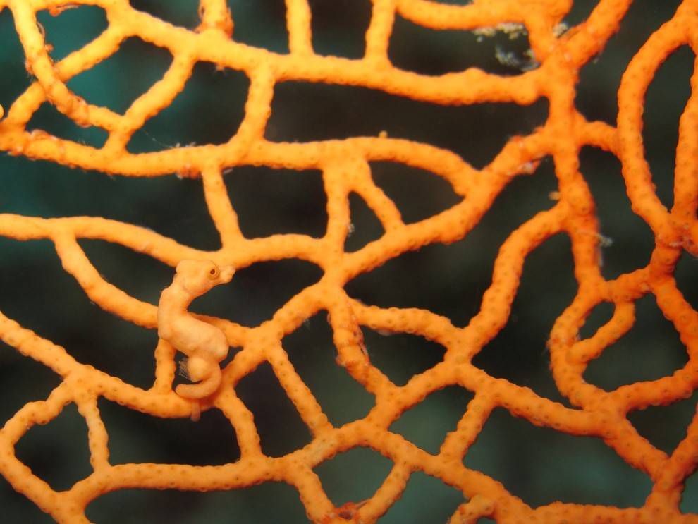 海马站在橙色珊瑚上