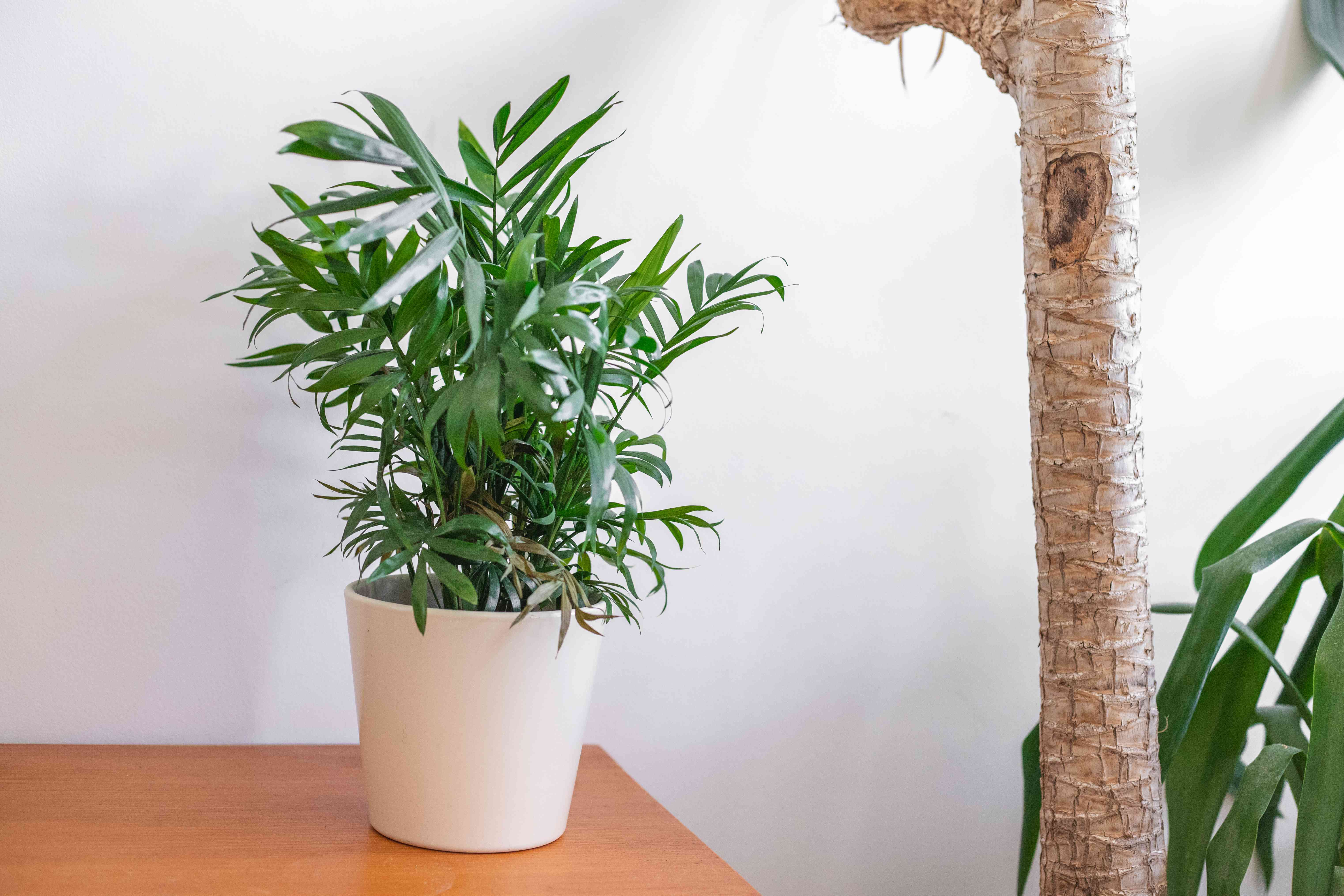 客厅棕榈在白色的盆栽在木制家具旁边的其他更大的室内植物＂width=