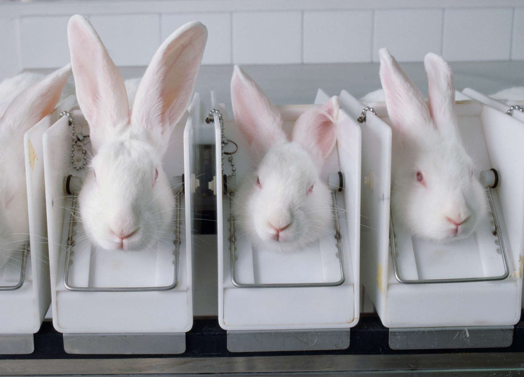 实验室内被束缚的大白兔＂width=