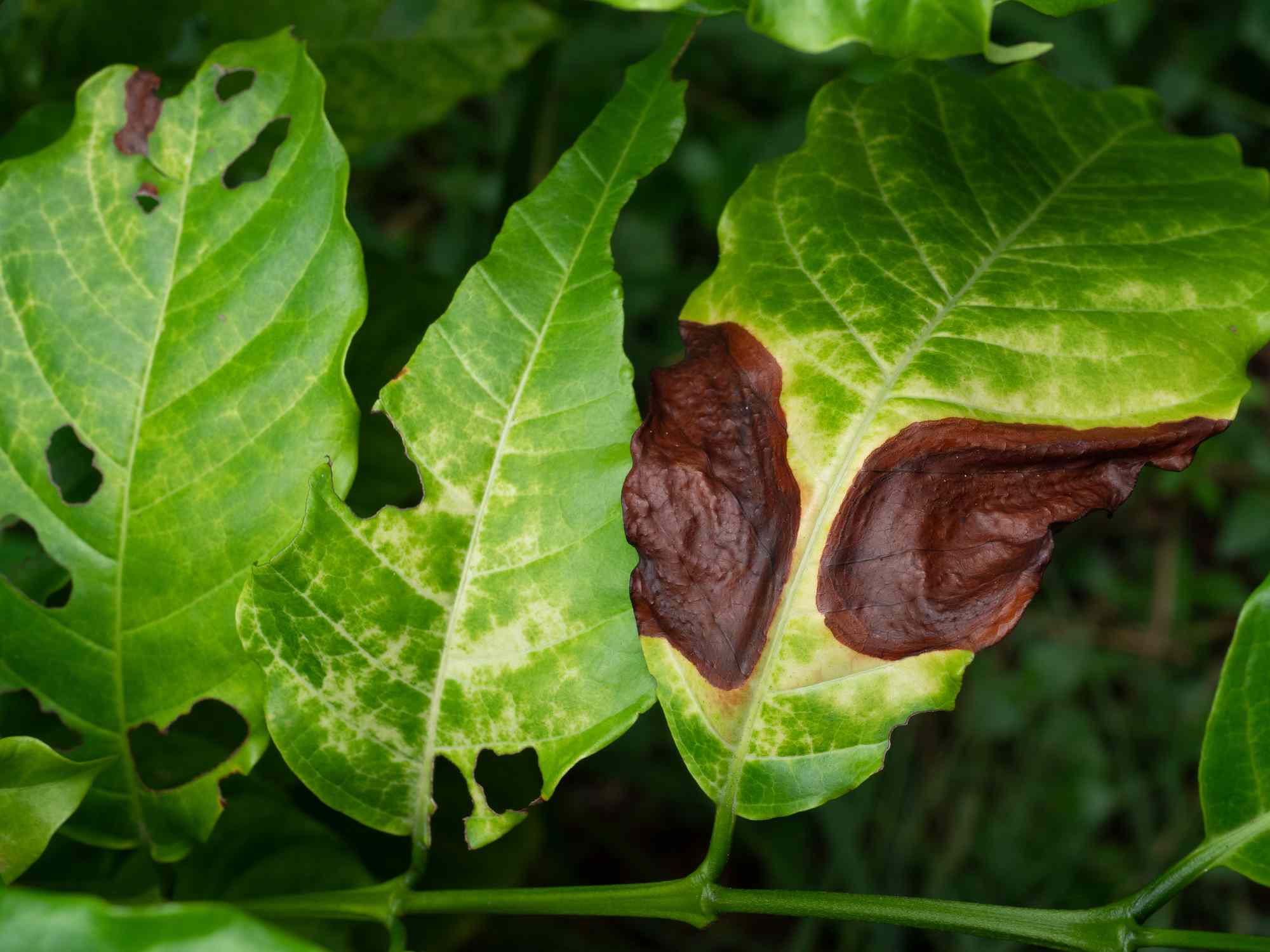 罗布斯塔咖啡树绿叶上的炭疽病。