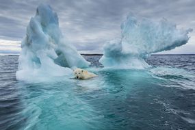 在哈德逊湾北极圈附近融化的冰山旁游泳。＂width=