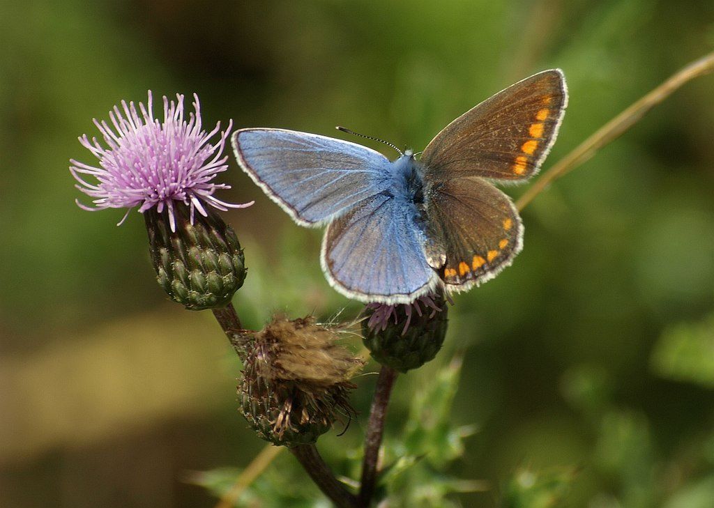 雌雄同体的薰衣草开花植物上的蝴蝶，雌雄同体或雌雄同体的颜色＂width=