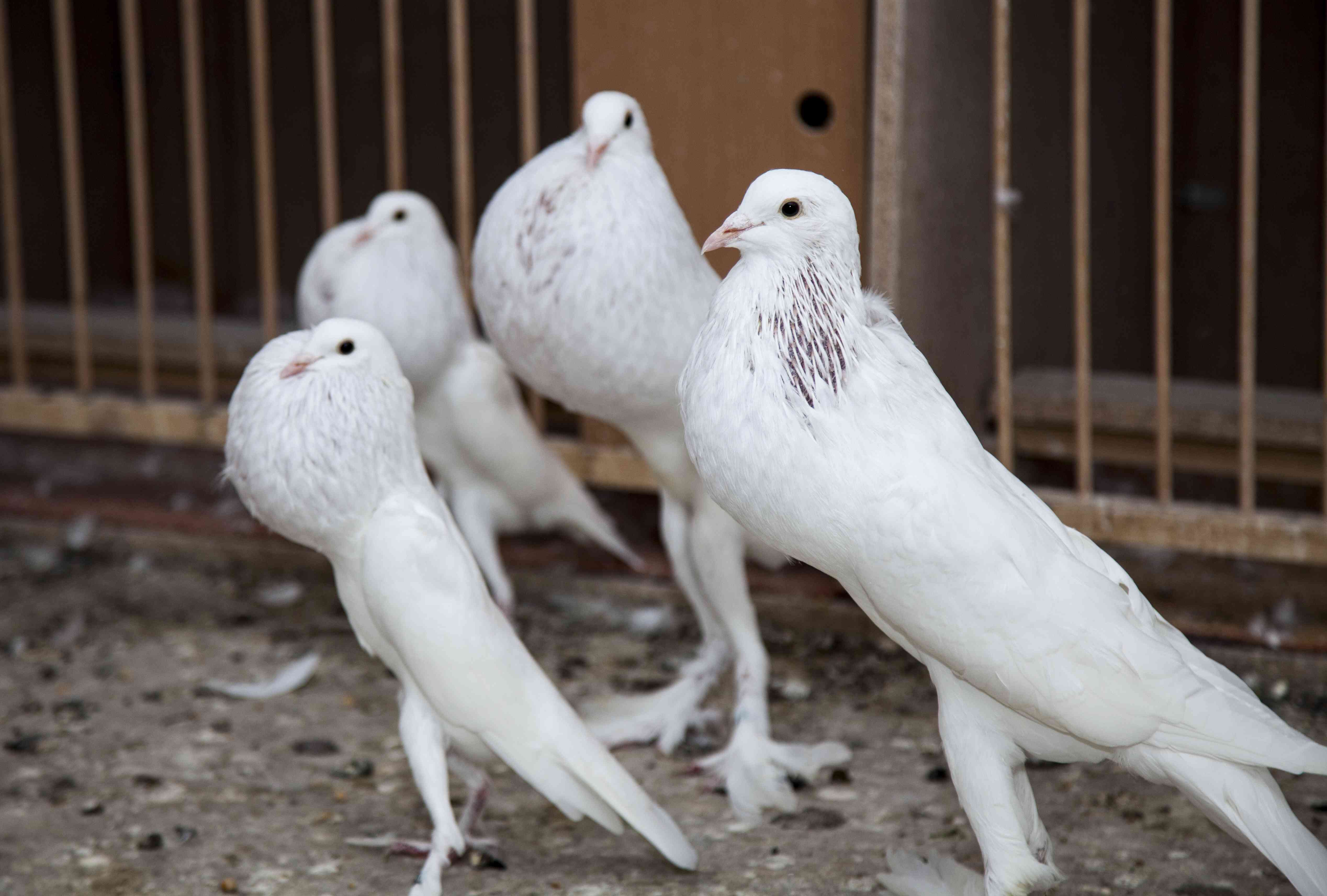 四只白色pouter鸽子站在一起