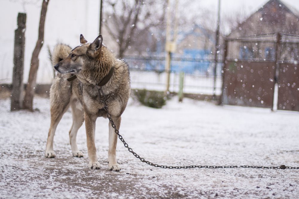 狗拴在外面的雪地里