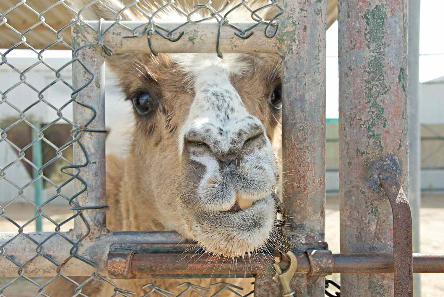 近距离镜头cama半美洲驼/骆驼通过大门