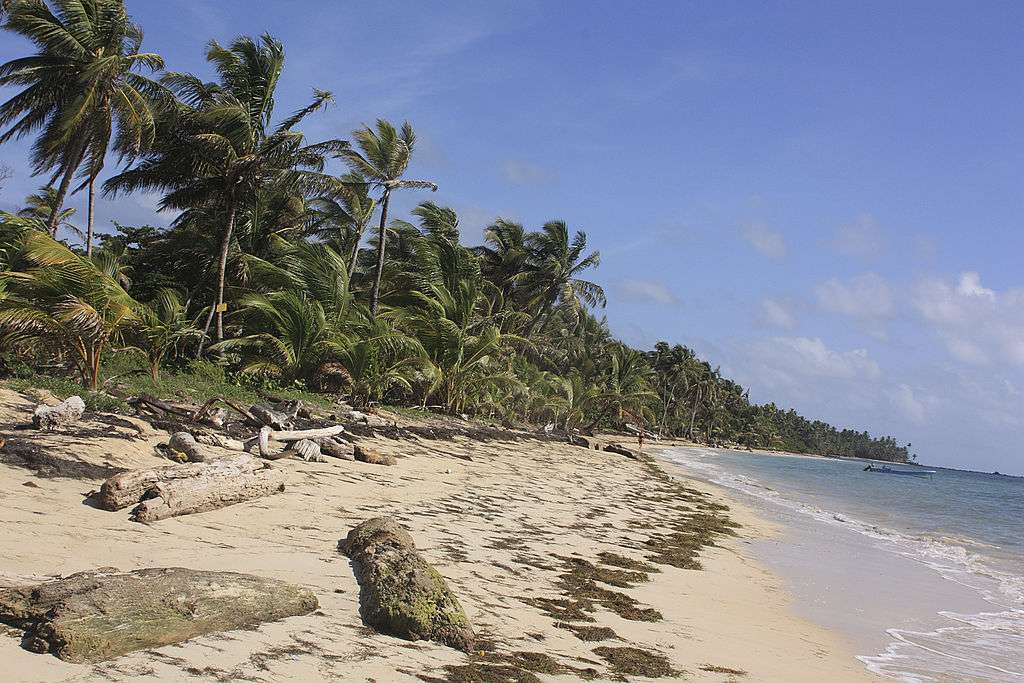 高高的棕榈树、沙滩和小玉米岛海岸线上的海藻