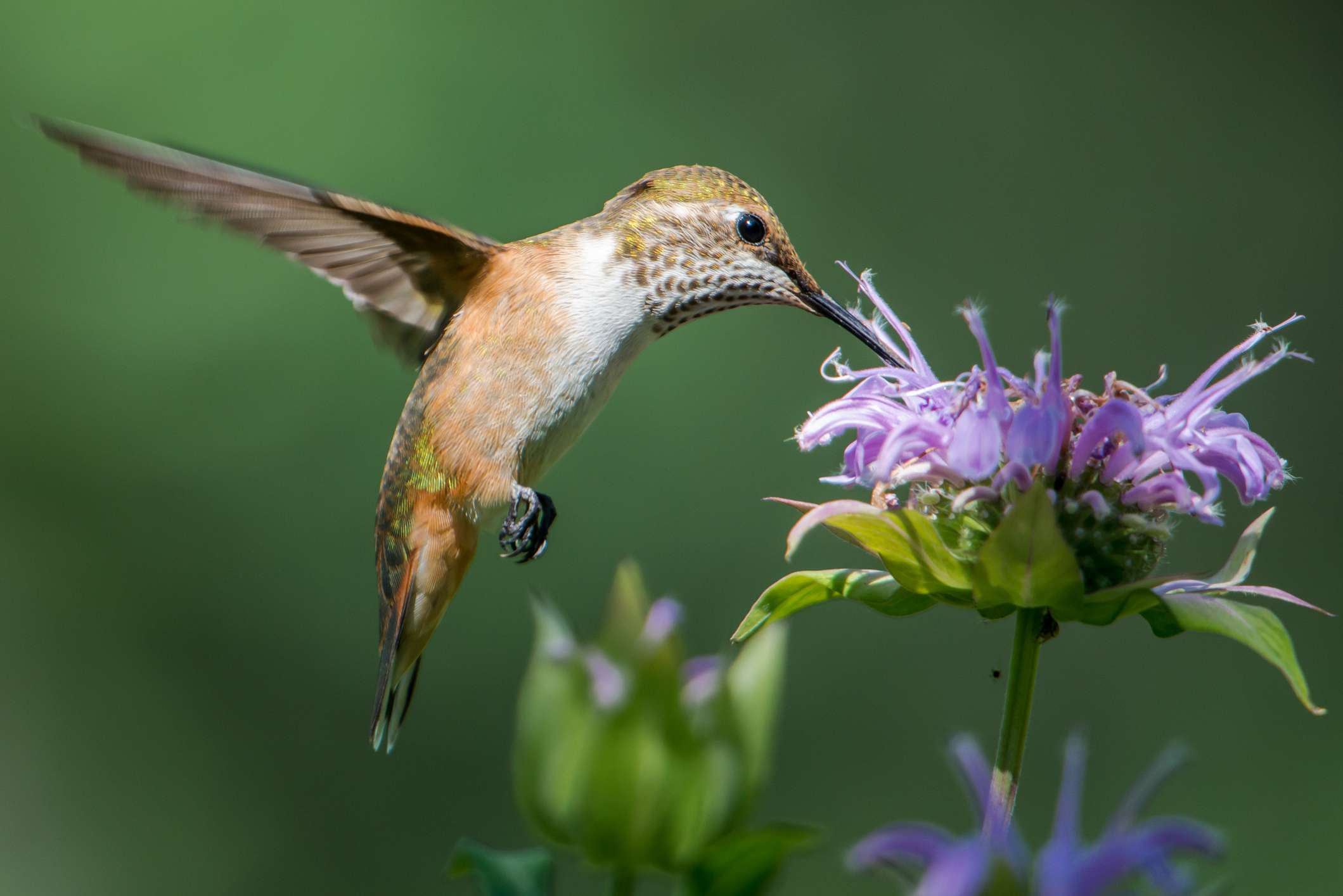 蜂膏(Monarda didyma)＂width=