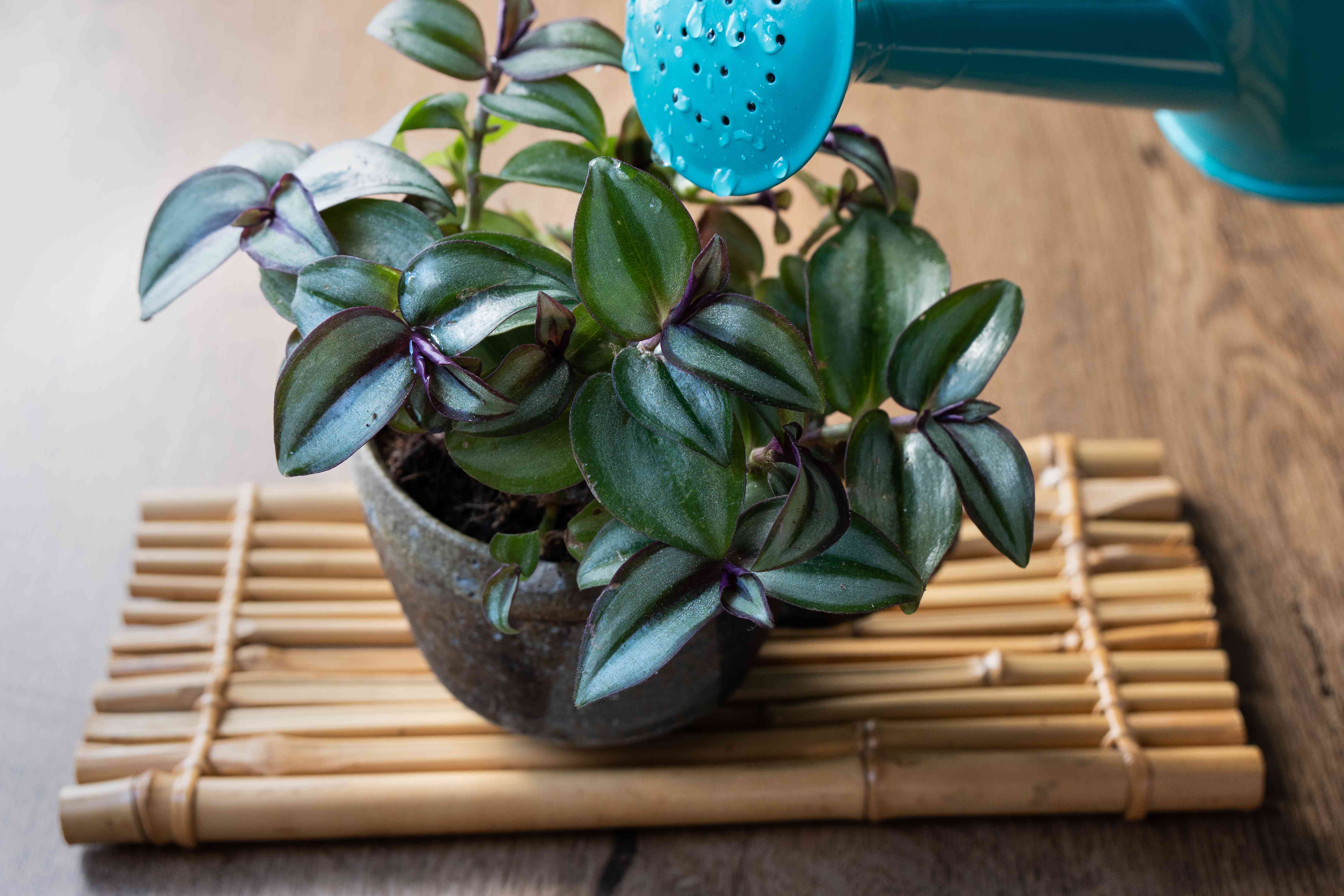 蓝色金属喷壶为竹席上的条纹室内植物浇水