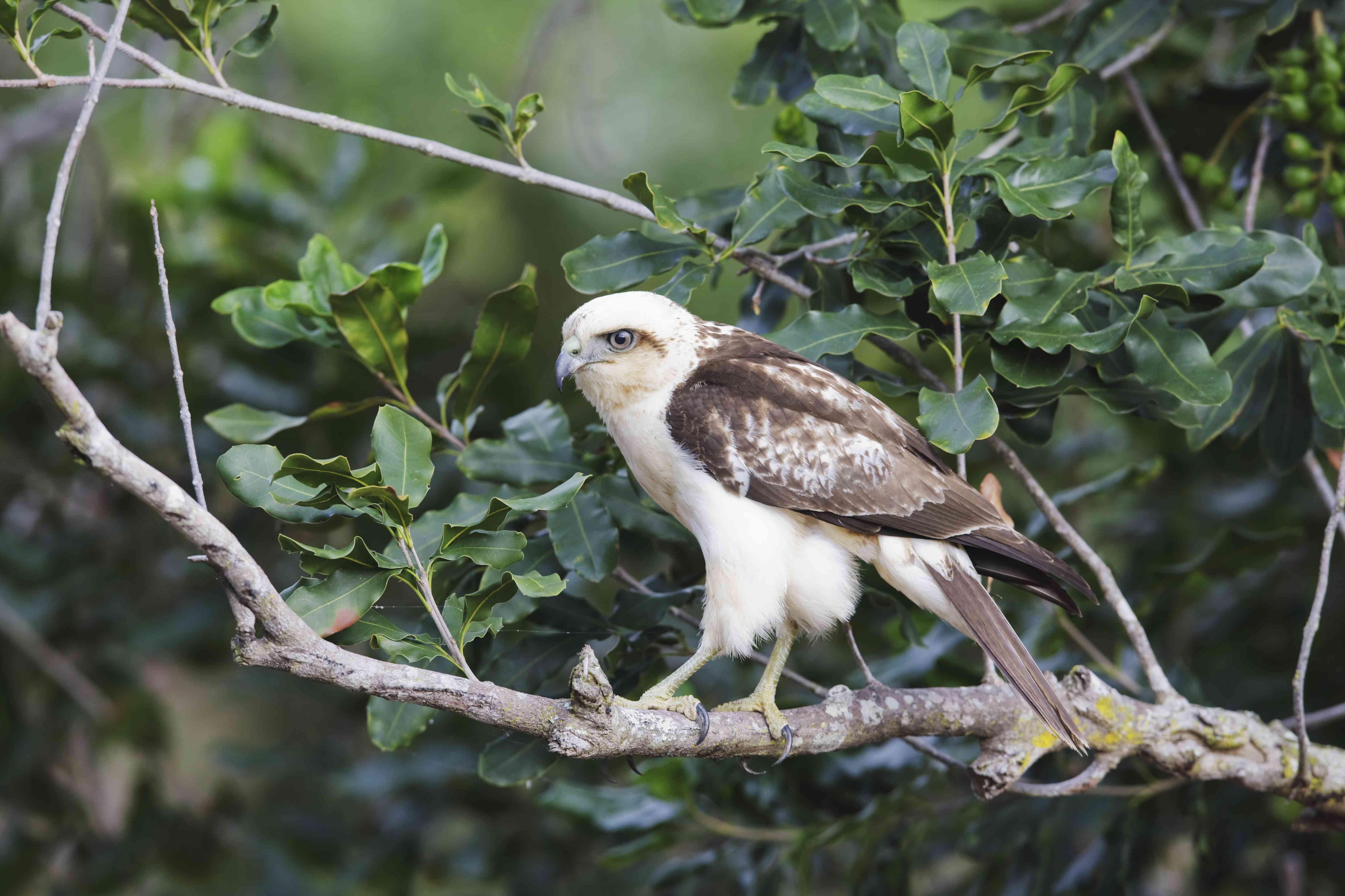 夏威夷鹰(Buteo Solitarius)，也被称为'lo，栖息在树枝上＂width=