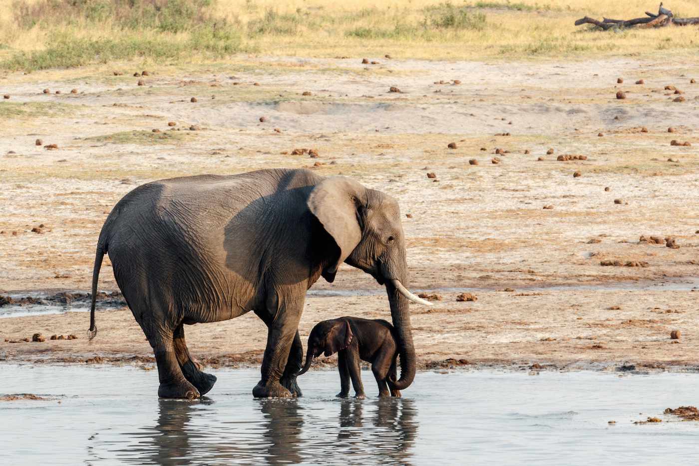 母象和小象站在津巴布韦北部马塔贝莱兰万盖国家公园一个水坑的浅水里＂width=