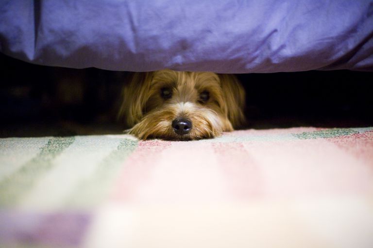 藏在床下的梗犬。“class=