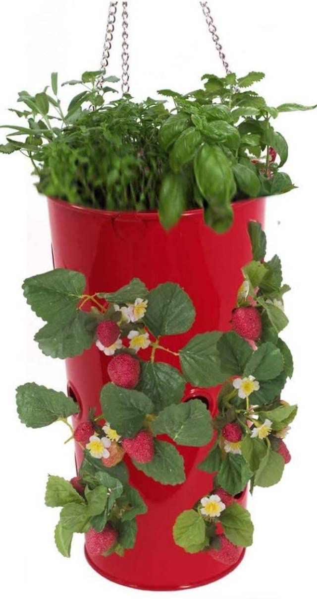 打击XR镀锌大尺寸的钢板悬挂草莓花卉种植园主