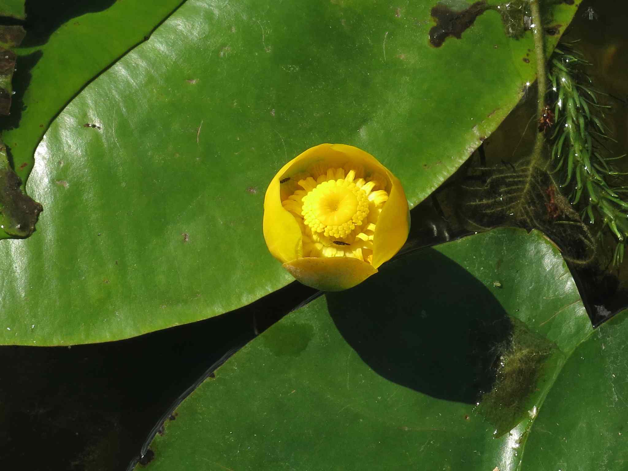 睡莲(Nuphar advena)