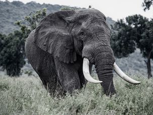 大象大象