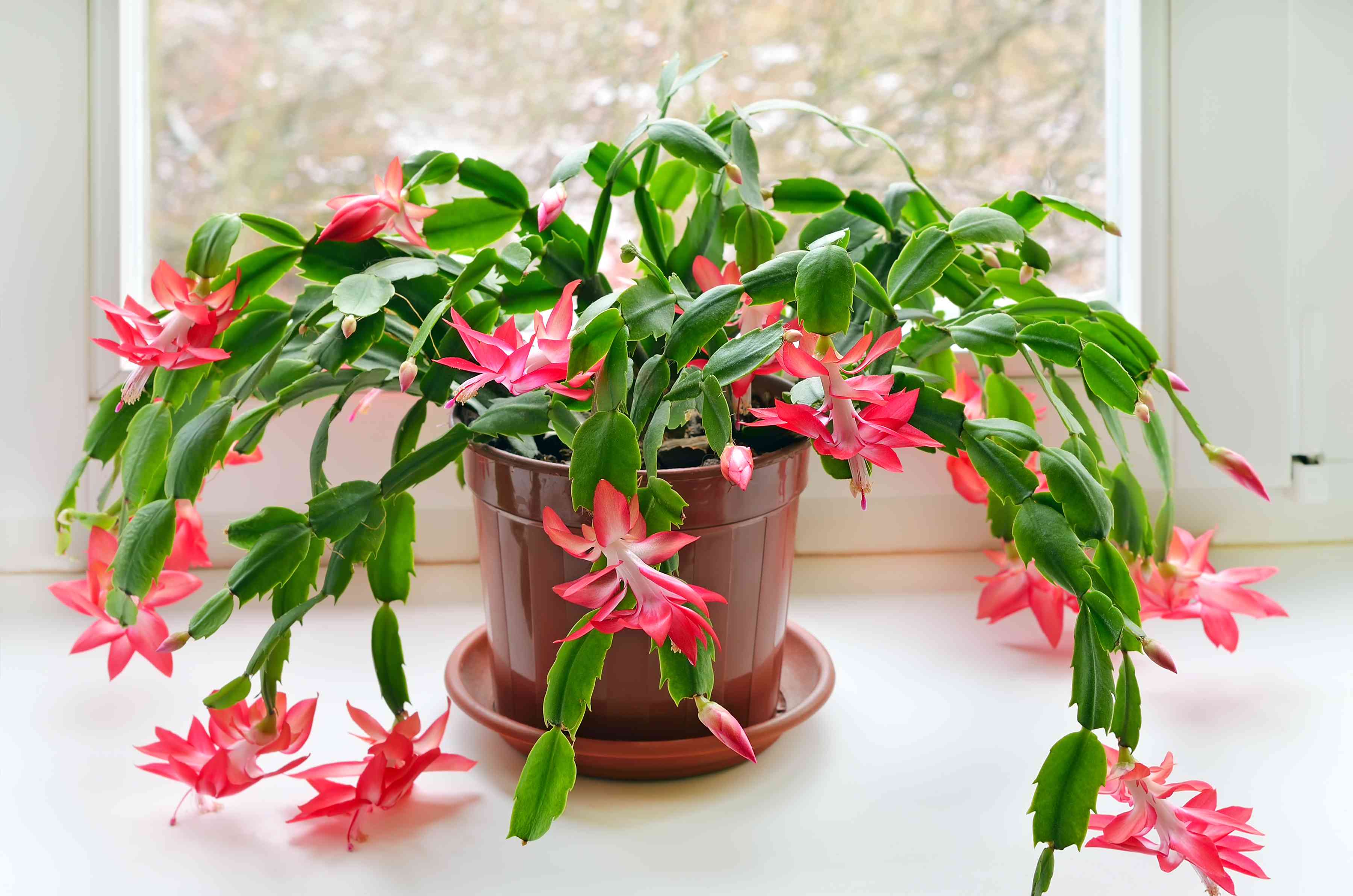 圣诞仙人掌(Schlumbergera)＂width=