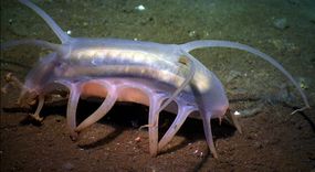 海猪是透明的食腐动物在海洋的底部