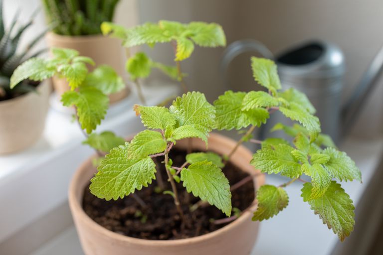 小型入门柠檬香脂植物在室内容器“class=