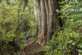 不列颠哥伦比亚省托菲诺附近米尔斯岛热带雨林中的一棵老树＂width=