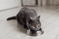 猫吃出碗里