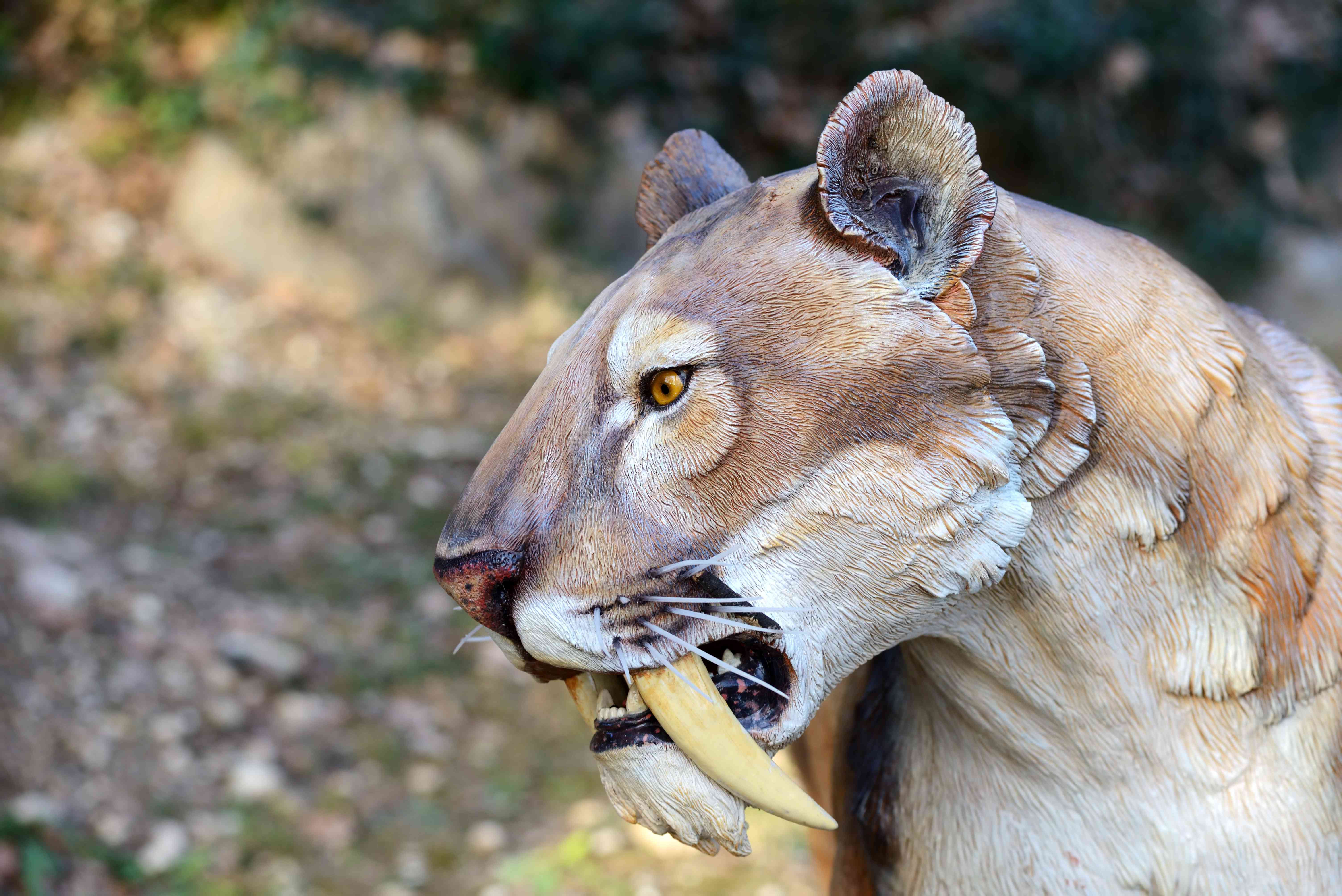 剑齿虎:大型猫科动物的头和肩膀，头像美洲狮，耳朵圆圆的，上颌上有长牙状的大牙齿＂width=