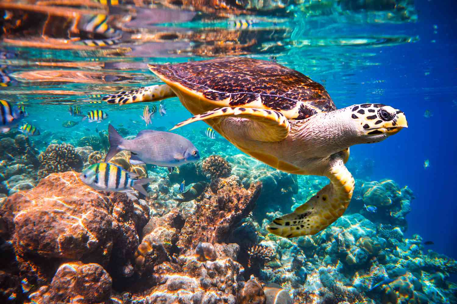 玳瑁turtlem玳瑁龟在印度洋一个珊瑚礁,马尔代夫。