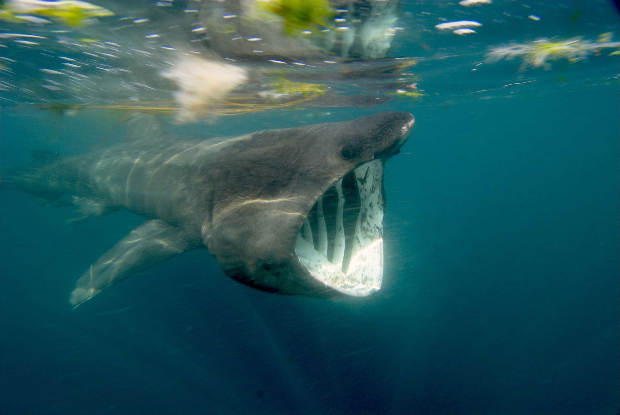 在水面附近的浮游动物上张开嘴巴的鲨鱼张开嘴巴“width=