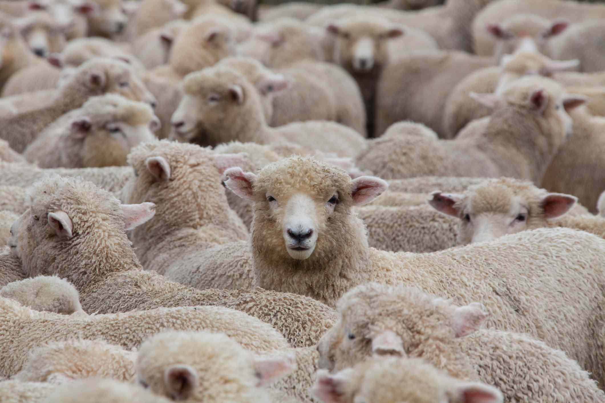 新西兰的一群羊。