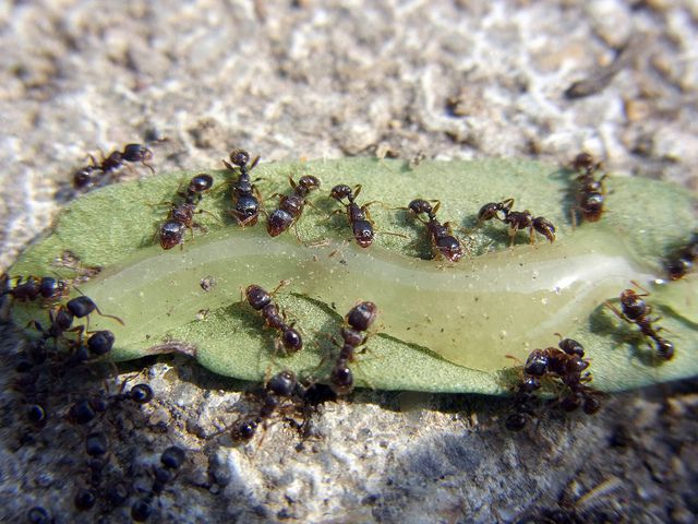 人行道蚂蚁吃蜂蜜
