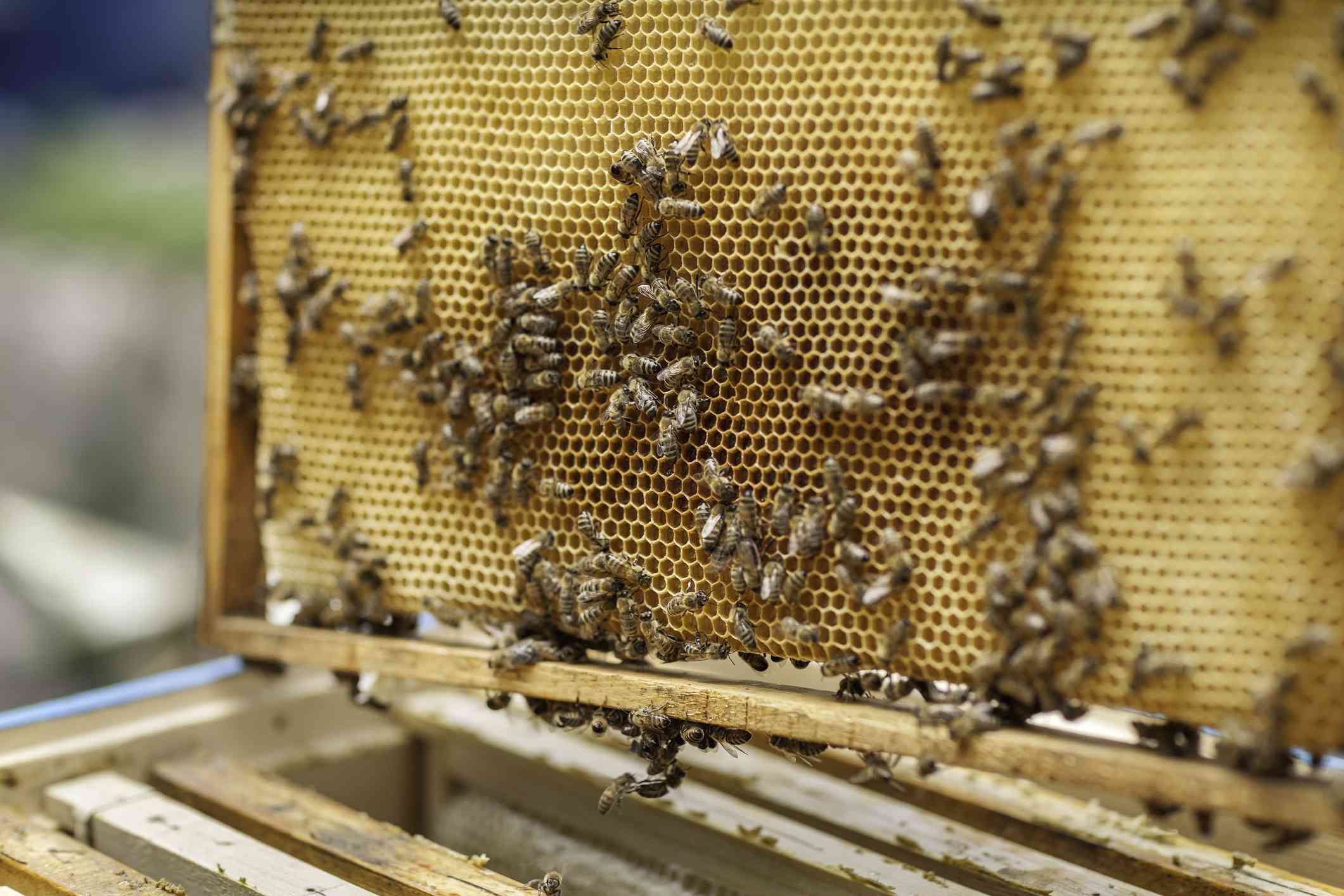 蜜蜂在蜂巢