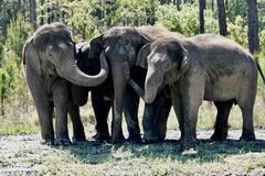 白橡树保护区的大象