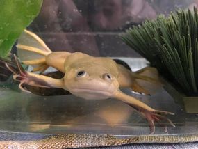 Blob，一只非洲爪的青蛙