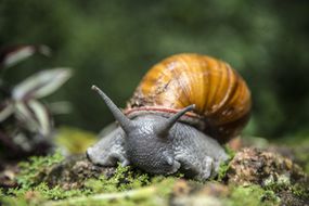 巨大的非洲蜗牛在苔藓地上爬行