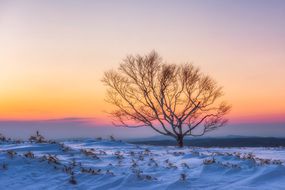 冬天，一棵孤独的裸露树，在日落时在地面上有雪“width=