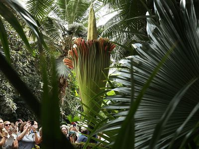 Tourists taking photos of an enormous flower that towers over them all