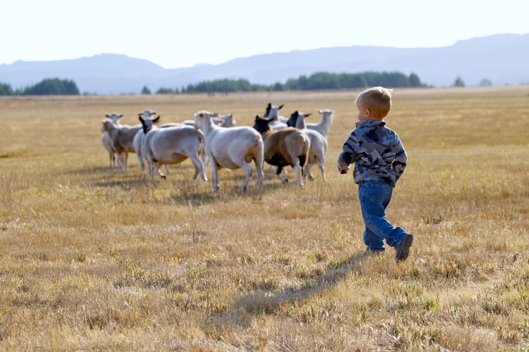 一个小孩在以山为背景的开阔牧场上追赶一群羊
