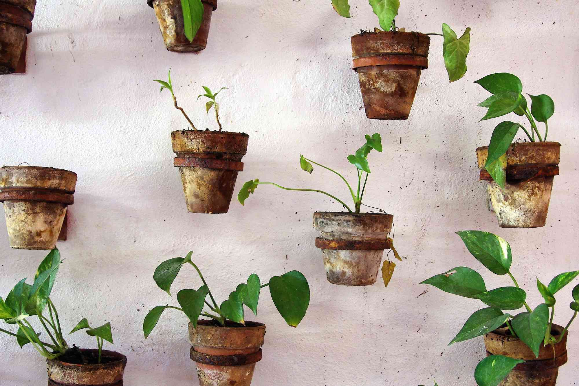 墙上的盆栽植物