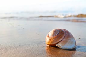 在水边的沙滩上，有一只巨大的鹦鹉螺号贝壳＂width=